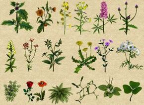 Folk remedies tegen alcoholisme